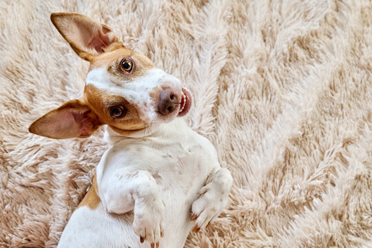 A curious Jack Russell Terrier lies on a fluffy rug indoors