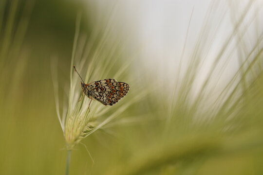 una farfalla melitaea athalia su una spiga di grano