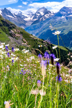 A colorful flower blooms in a Swiss alpine meadow near Zinal