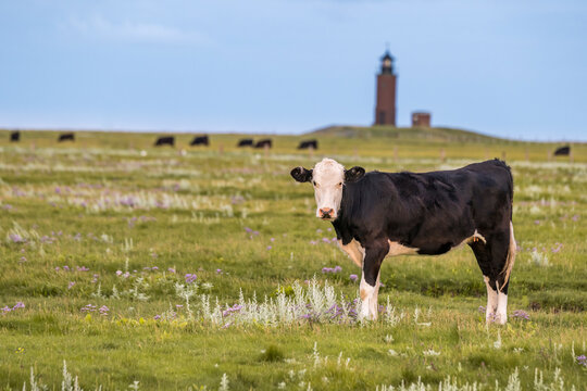 A black and white cow stands in a green pasture near a lighthouse