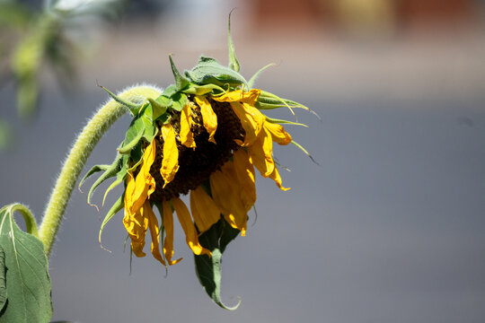 Wilted sunflower flower blooming in late summer