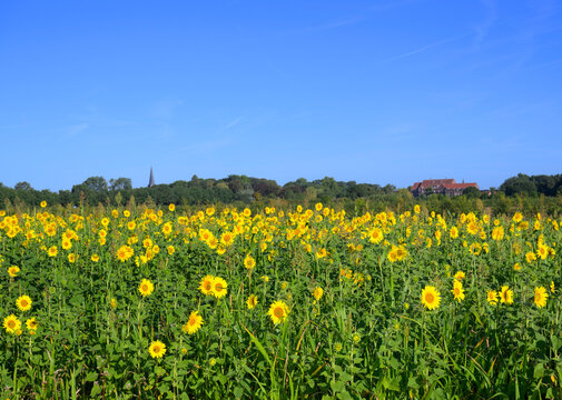 Sunflower field in the Netherlands on an early summer morning