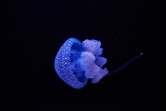 Blue shining jellyfish in front of black background