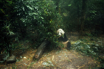 Giant panda eating bamboo in a lush green forest, surrounded by dense foliage and fallen bamboo leaves on the ground, showcasing its natural habitat © Dasha Petrenko