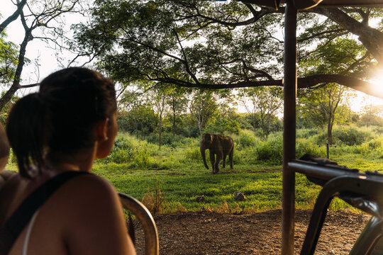 Safari jeep observer watching elephant in Sigiriya Sri Lanka at sunset