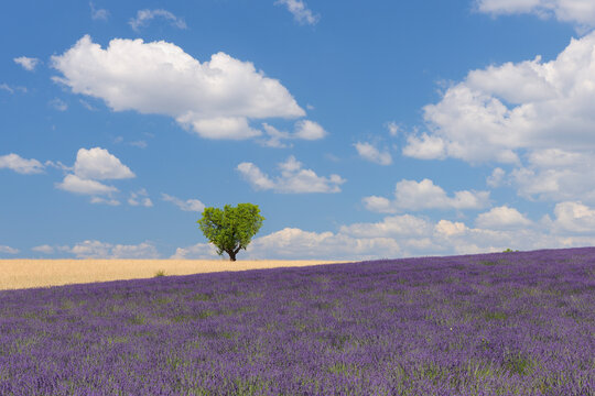 France, View of lavender field with tree