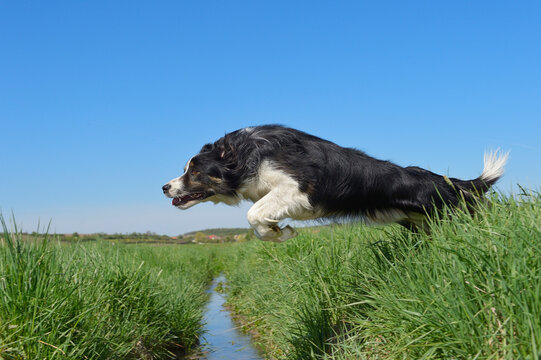 Border Collie jumping over ditch