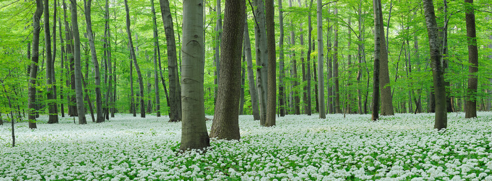 Germany, View of Ramson and beech trees in forest