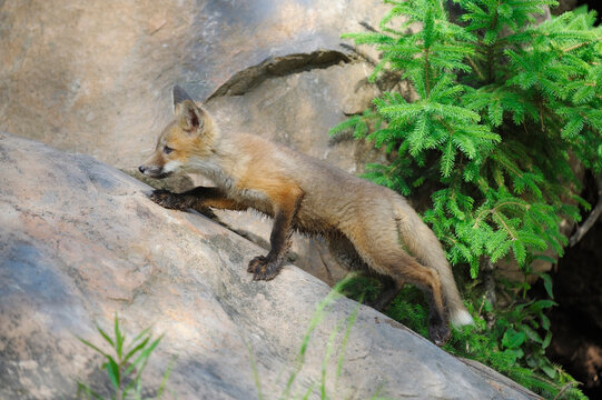 USA, Minnesota, Red fox walking on rock