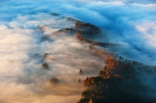 Austria, Salzkammergut, Trees covered with fog