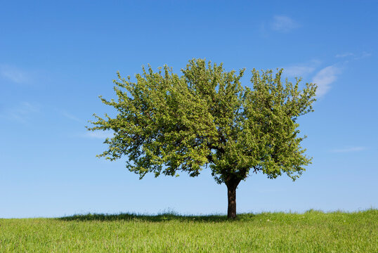 Austria, Flachgau, View of fruit tree