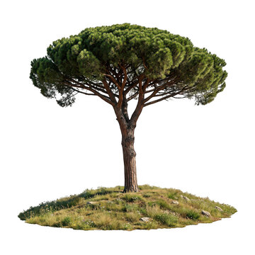 Single italian stone pine tree on a small grassy hill