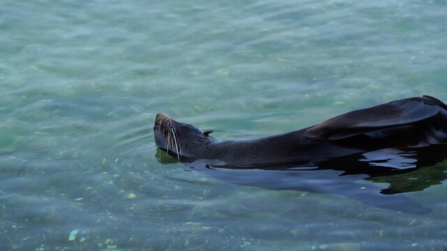 New Zealand Fur Seal swimming and using its flipper to clean its face at American River, Kangaroo Island