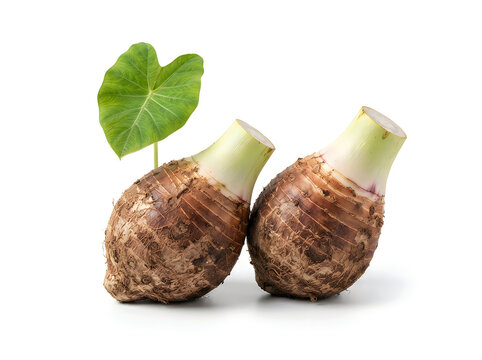 Two raw taro corms with a single green leaf isolated on white background