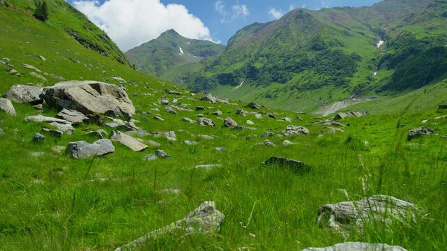 Wide Capra Meadow Beneath Fagaras Peaks