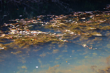 Transparent river water is covered with small fallen leaves drifting on the surface. Dense algae and muddy bottom are clearly visible under the surface. © Олег Струс