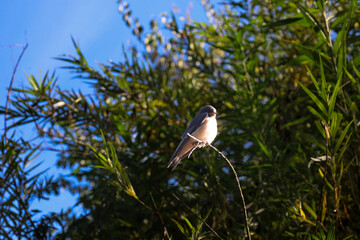 Fototapeta premium A small swallow sits on a thin tree branch against a bright blue sky and lush green leaves. Sunlight gently illuminates the bird, highlighting its graceful silhouette and feathers.