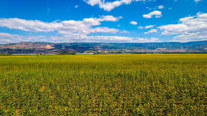 Fototapeta premium Sunflower Fields and Rural Farmland Landscape
