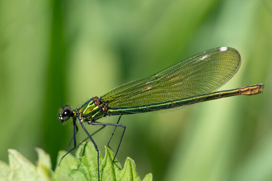 A close-up of a Banded Damselfly (Calopteryx splendens) resting on a green leaf.