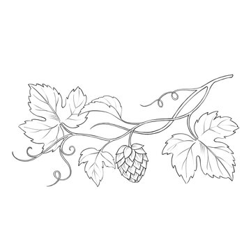 Hand-drawn line art illustration of a hops branch with leaves and cone