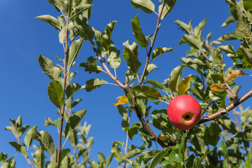 Single ripe red apple growing on an apple tree (Malus domestica) against a clear blue sky, showing fresh fruit ready for harvest in a sunny garden or orchard. © Marek