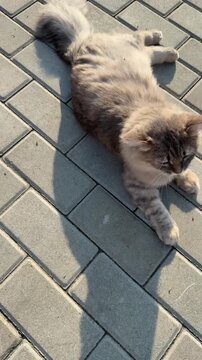 The gray cat is lying there, rolling around and tumbling over the warm tiles that have been warmed by the sun.
