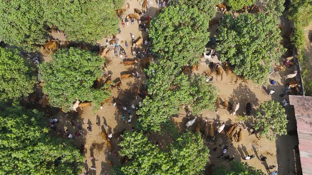 Aerial view of Pasar Hewan with many cows and people gathered under lush trees in Kecamatan Prambanan, Jawa Tengah, Indonesia.