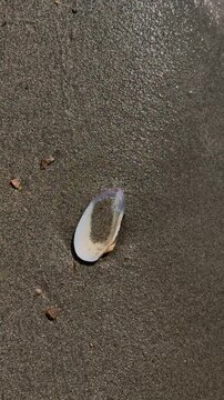 Gentle Waves Washing Around a Seashell on Wet Sand