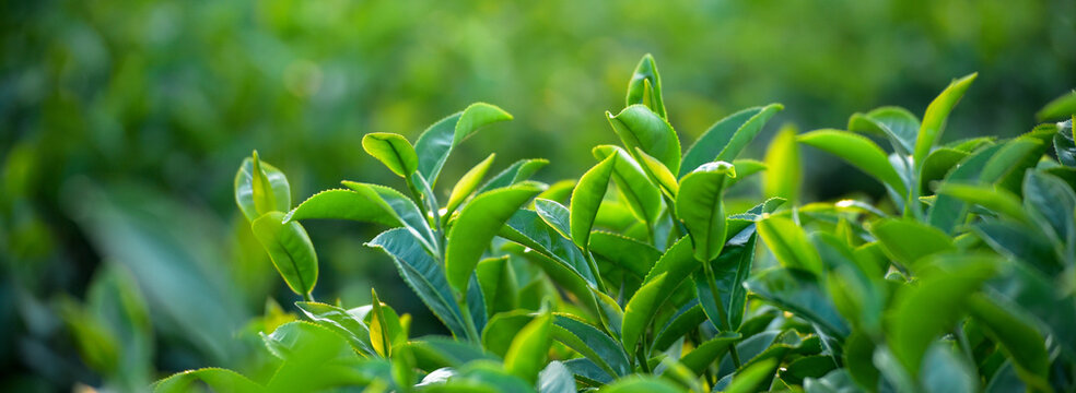 Banner Green tea tree Flower fresh leaves eco herbal farm. Herbal natural garden farmland. Drinking organic Banner Green tea tree leaves field young tender bud herbal Green tea tree with copy space