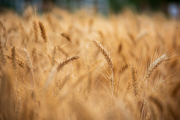 Fototapeta premium Ripe barleys on evening sunset. Dry barley golden field pasture farmland. Barley wheat agriculture field ingredient for bread grain cultivated in produce agricultural. cultivated natural farmland