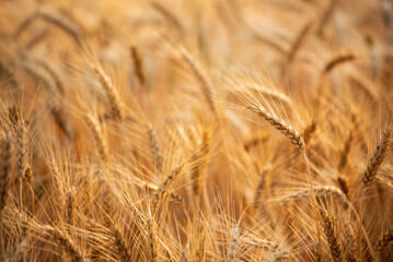 Fototapeta premium Dry barley golden field pasture farmland. Barley wheat agriculture field ingredient for bread grain cultivated in produce agricultural. Ripe barleys on evening sunset. cultivated natural farmland