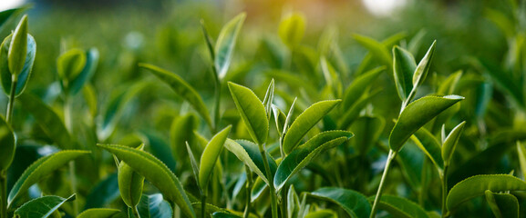 Banner Green tea tree field Garden watering agriculture. Panorama Fresh young tender bud herbal farm in morning. Green tea tree plant. Banner Green tea tree leaves camellia sinensis with copy space © aFotostock