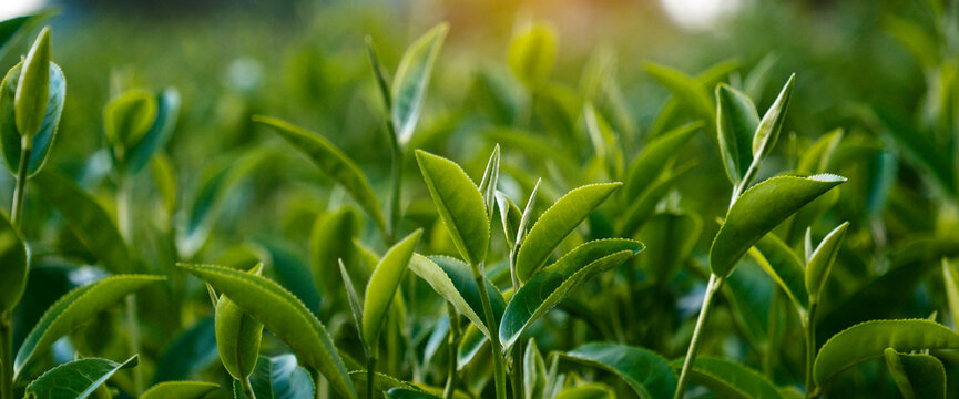 Banner Green tea tree field Garden watering agriculture. Panorama Fresh young tender bud herbal farm in morning. Green tea tree plant. Banner Green tea tree leaves camellia sinensis with copy space