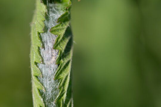The interwoven, serrated leaves of a stinging nettle (Urtica), containing the whitish cocoon of a butterfly caterpillar.