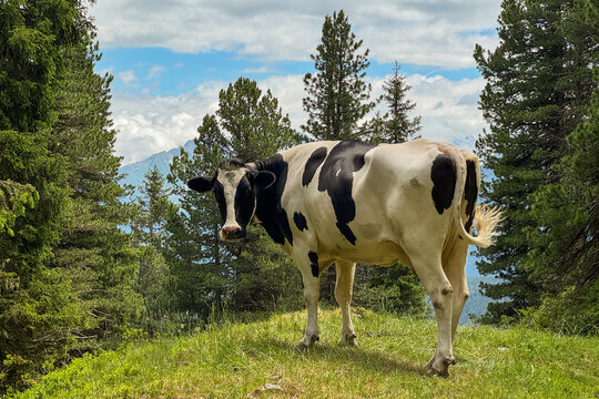 Black And White Cow Grazing On Green Meadow In K&ouml;nigsleiten Austria With Forest Trees And Blue Sky During Summer In Tirol Region