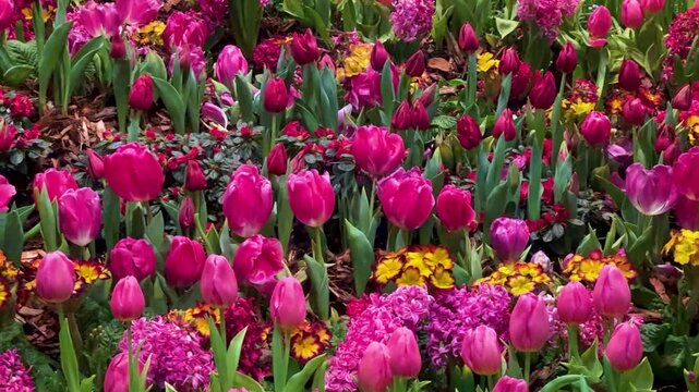 Springtime Abundance Concept: 4K Video Of Pink Tulips, Hyacinths And Pansies Blooming In A Garden