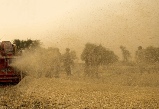 View of wheat harvesting with a thresher machine separating grain from stalks in a dusty field in Multan, Punjab, Pakistan.