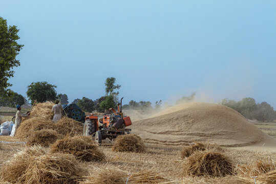 View of farmers using a mechanical thresher to separate wheat grain from stalks and husks in a field in Multan, Punjab, Pakistan.