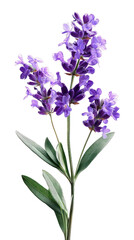 Obraz premium PNG Vibrant lavender botanical illustration