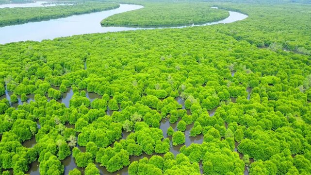 Aerial view of dense mangrove forest with a winding river Pangkalan Susu, North Sumatra, Indonesia.