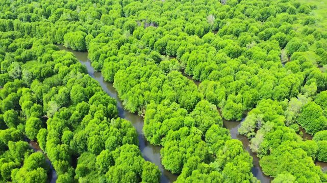 Aerial view of dense mangrove forest with a winding river flowing through the lush green canopy, Pangkalan Susu, North Sumatra, Indonesia.