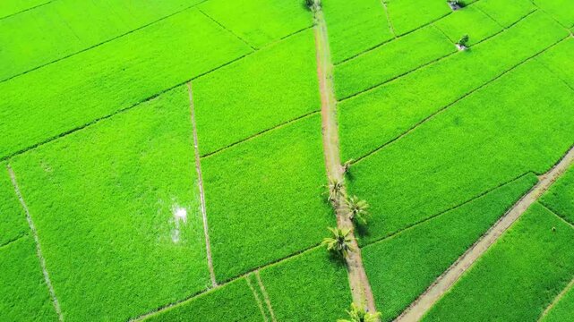 Aerial view of vibrant green rice paddies with narrow dirt paths and palm trees in Pangkalan Susu, North Sumatra, Indonesia.