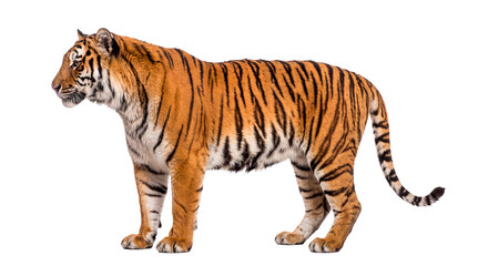 Standing tiger in side view isolated on transparent background © No background
