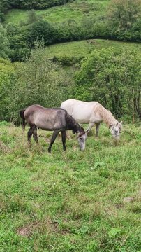 Caballos pastando en prados verdes