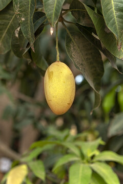 View of a ripe yellow mango hanging from a tree branch surrounded by lush green leaves in a mango orchard in Multan, Punjab, Pakistan.