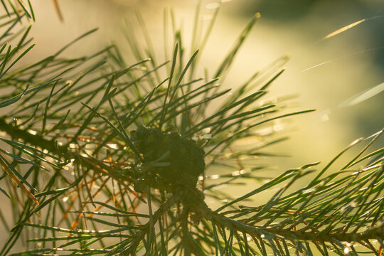 Macro of pine tree branch with needles and small cone backlit by golden sunlight with soft bokeh background and copy space