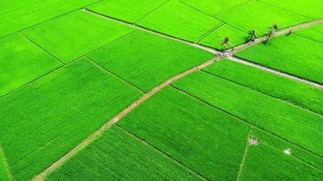 Aerial view of vibrant green rice fields with irrigation paths and palm trees in Pangkalan Susu, North Sumatra, Indonesia.