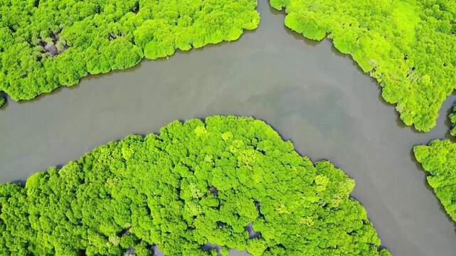 Aerial view of dense green mangrove forest with winding river channels in Pangkalan Susu, North Sumatra, Indonesia.