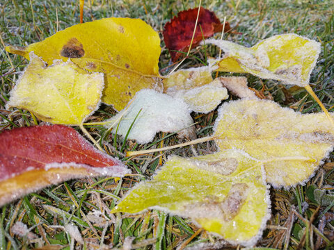 View of colorful autumn leaves covered in frost resting on the grass in Skardu, Gilgit-Baltistan, Pakistan.