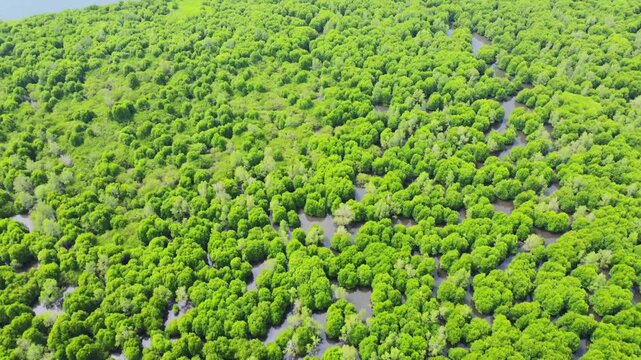 Aerial view of dense mangrove forest with winding river channels in the tropical ecosystem of Pangkalan Susu, North Sumatra, Indonesia.